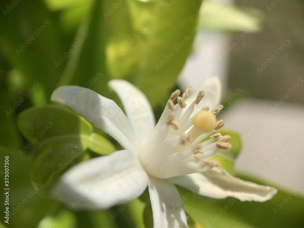 Φωτογραφία Closeup shot of white flowers of an orange tree with green leaves on blurred bac