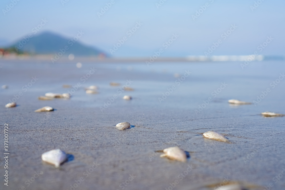 Peixes mortos na beira da praia. Contaminação das águas. Pescaria preddatória. Peixes mortos na beira da praia. Contaminação das águas. Pescaria preddatória.