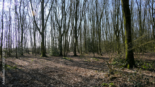dutch forest