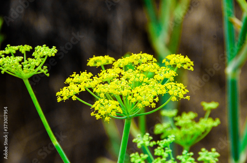 Fennel Blossom