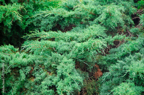 Evergreen Bush
