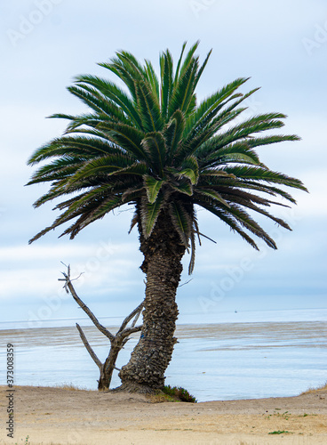 Palm Tree By Ocean
