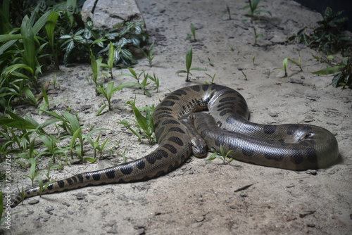 Cobra piton se preparando para atacar