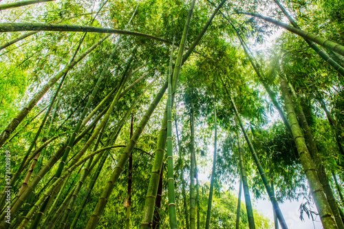bambú guadua