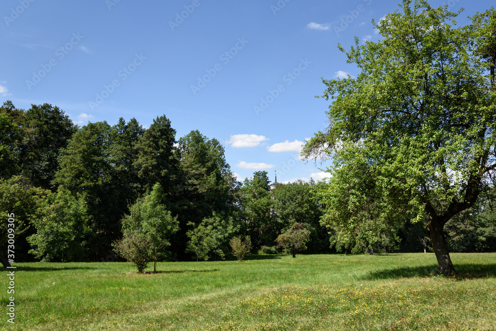 trees in the park