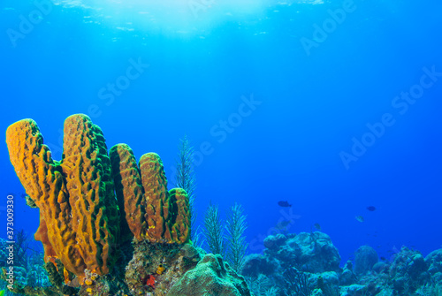A tropical coral reef scene set against the perfect blue of the Caribbean sea