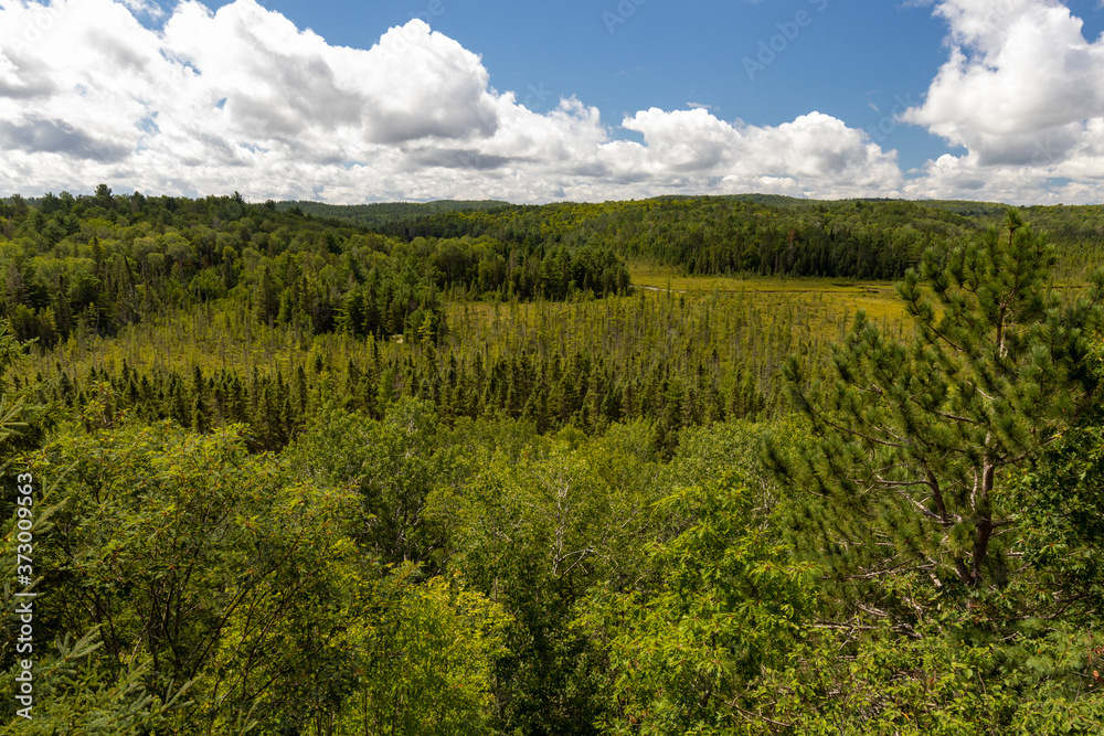 Wide vieuw of forest landscape at the in Algonquin Provincial Park Visitor Center