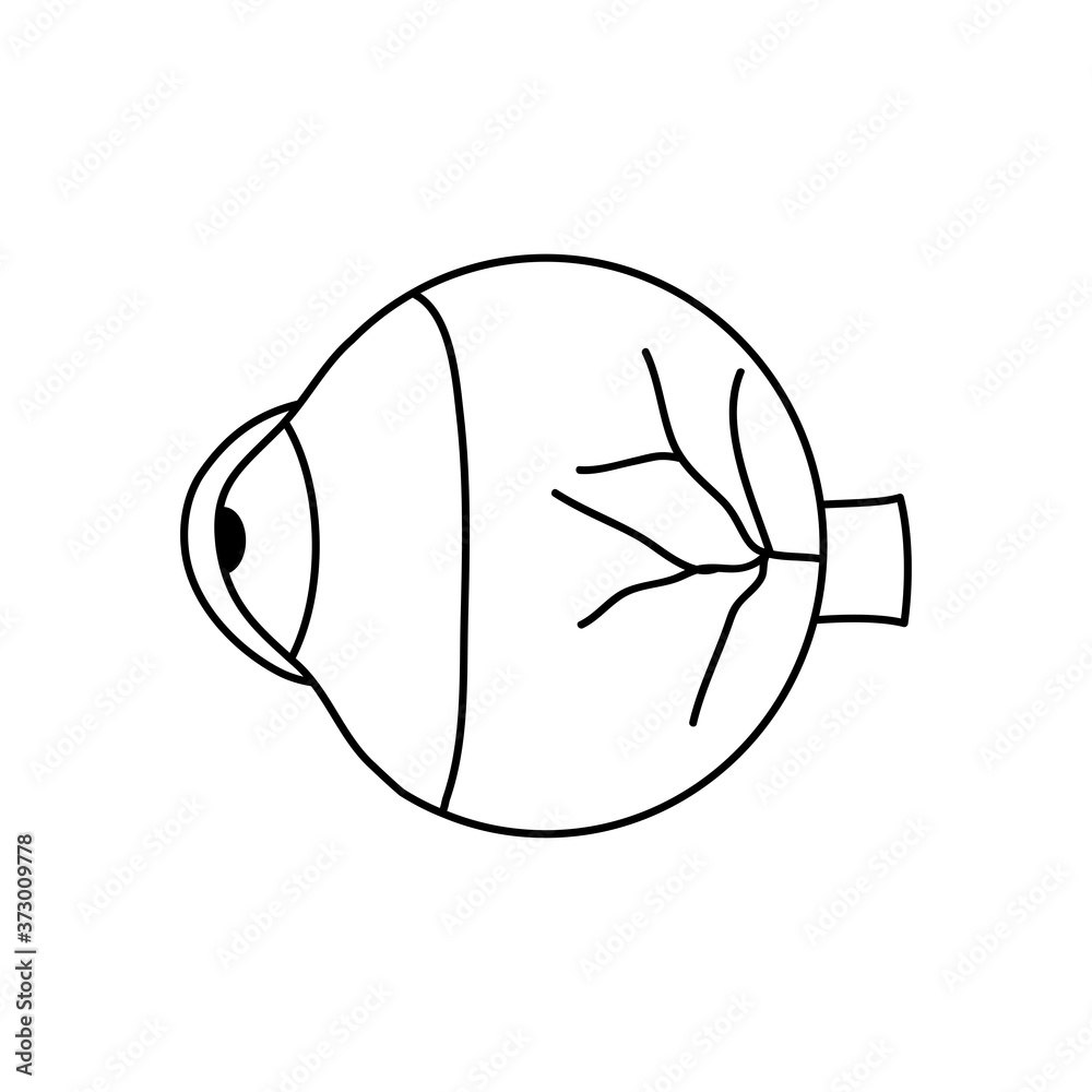 human body concept, eye organ icon, line style