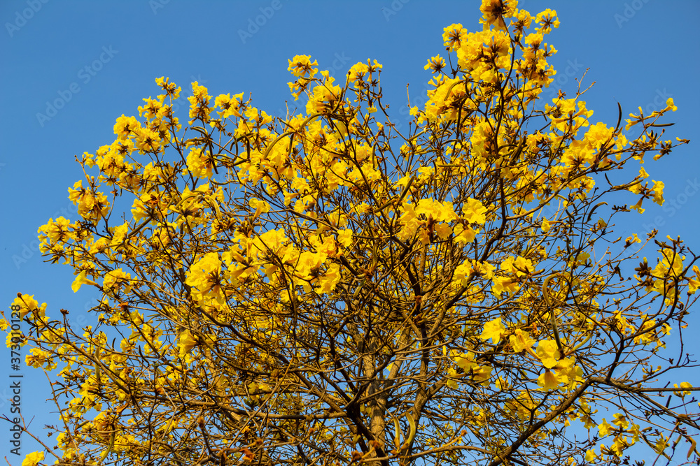 Ipê amarelo florido com céu azul. Ipê amarelo florido com céu azul.