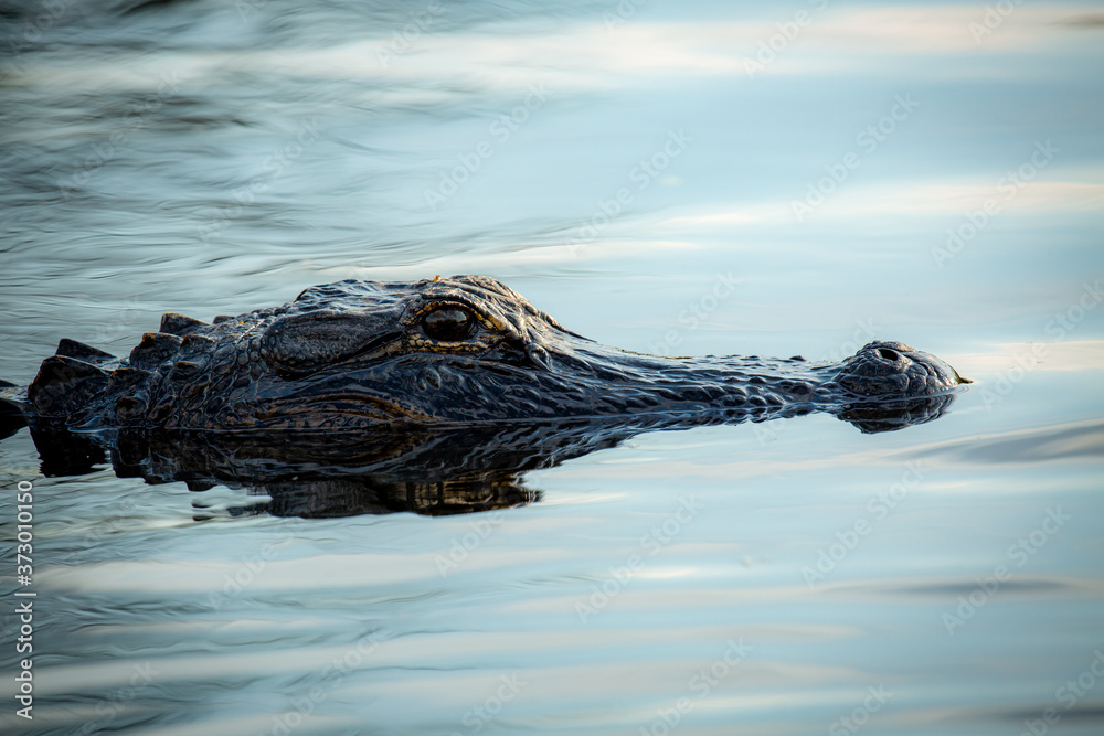 Aligator Aligator