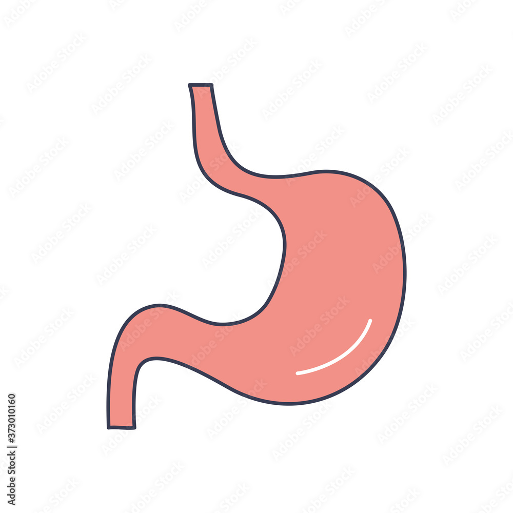 human body concept, stomach icon, line fill style human body concept, stomach icon, line fill style