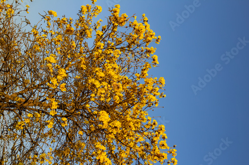Ipê carregado de flores amarelas com céu azul ao fundo.