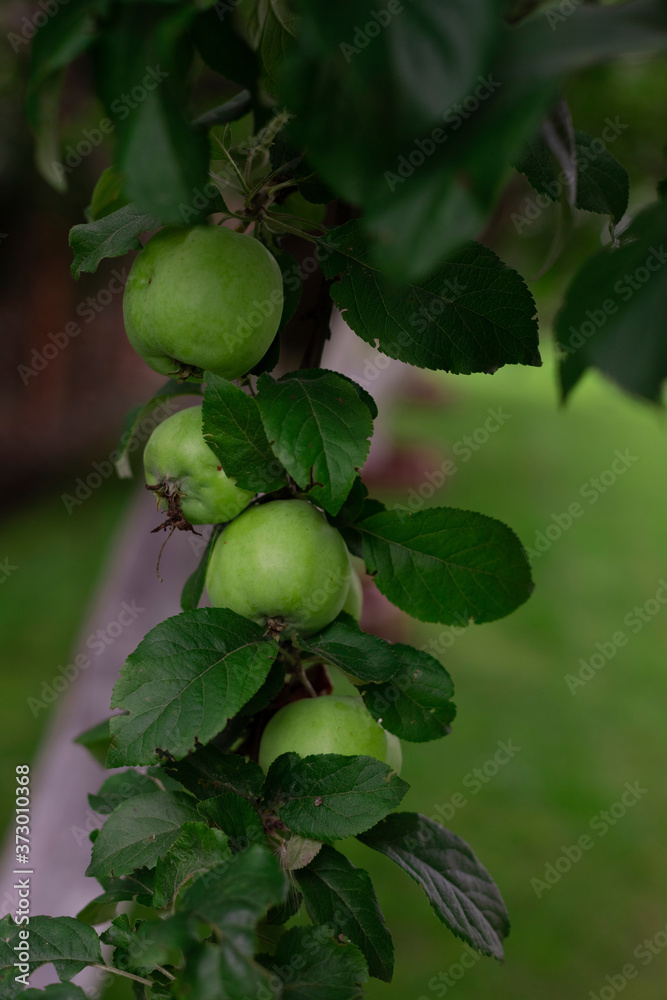 Apple tree branch. Green apple on branch. Background