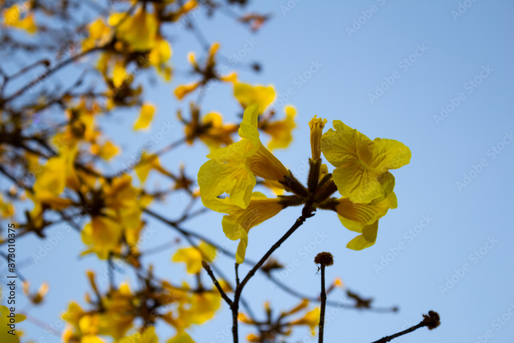 Cachos de flores amarelas em galhos de ipê. Cachos de flores amarelas em galhos de ipê.