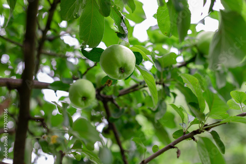 Green apples on a branch ready for harvest, in the open sun after rain. Defocus