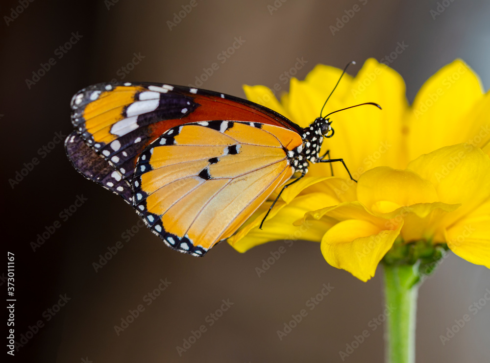 Obraz premium Macro shots, Beautiful nature scene. Closeup beautiful butterfly sitting on the flower in a summer garden. . Monarch, Danaus plexippus is a milkweed butterfly (subfamily Danainae) in the family Nympha
