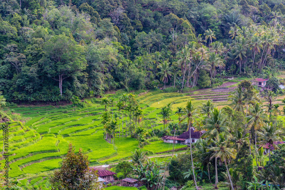 rice fields between  Sipirok and Bukittanggga on Sumatra, Indonesia
