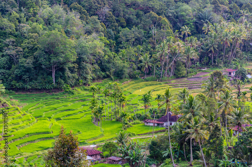 rice fields between Sipirok and Bukittanggga on Sumatra, Indonesia