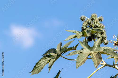 Castor beans plant on field in Brazil photo