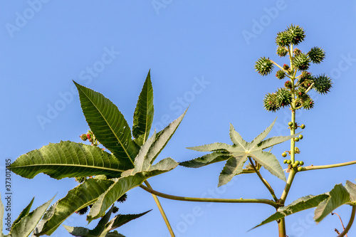 Castor beans plant on field in Brazil © AlfRibeiro