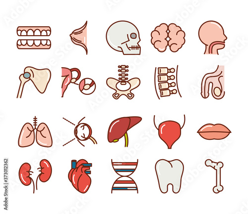 human body anatomy organs health teeth skull brain head liver icons collection line and fill