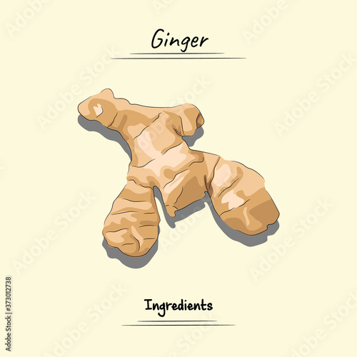 Flavour Ginger Illustration, Ingredients For Cooking Some Food, Sketch & Vector Style