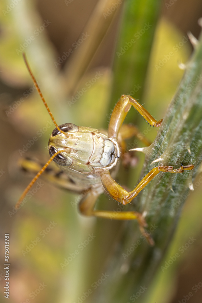 Fototapeta premium Two-striped Grasshopper (Melanoplus bivittatus), WA