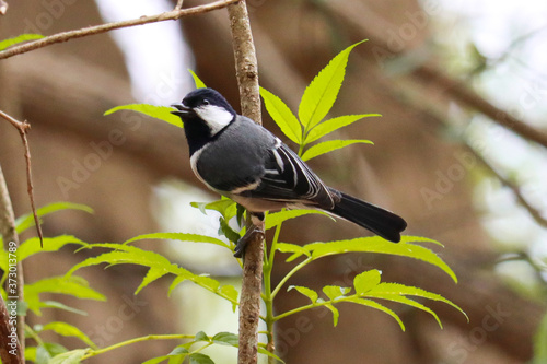 Fotografi The Japanese tit, also known as the Oriental tit, is a passerine bird which repl
