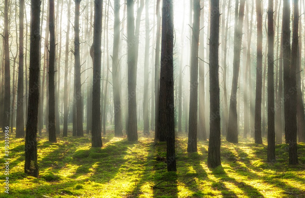 Obraz premium Beautiful morning in the forest