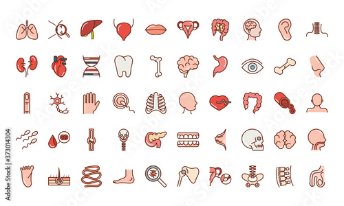 human body anatomy organs health liver eye brain mouth bone skull icons collection line and fill