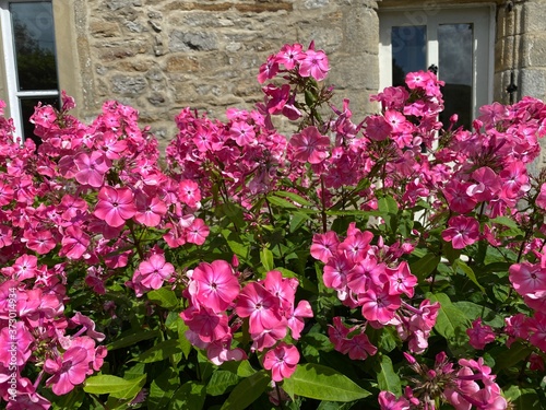 Wallpaper Mural Deep pink flowers, near a cottage, in Leyburn, Yorkshire, UK Torontodigital.ca