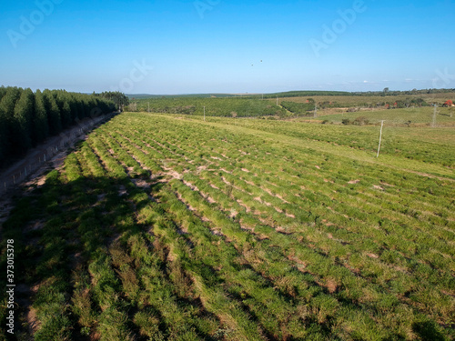 Fototapeta Naklejka Na Ścianę i Meble -  Aerial view made by drone of a field with eucalyptus planted seedlings in Brazil