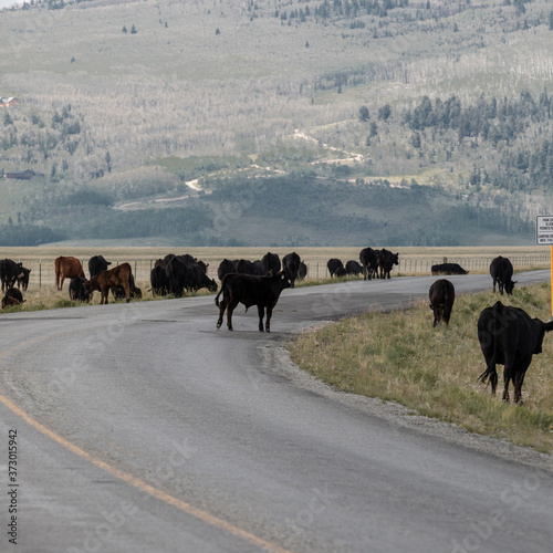 Fairplay, Colorado /USA Cows graze freely in the fields of Colorado. 