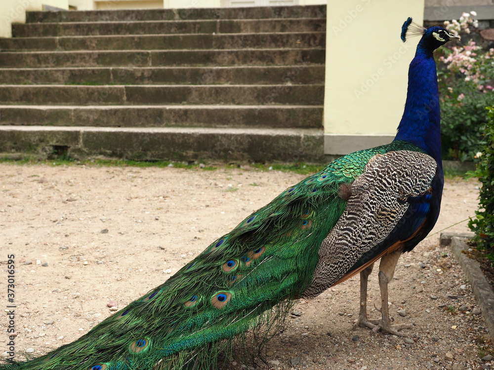 Obraz premium Peacock and stairs (Dendrological Garden in Przelewice (arboretum przelewice) Poland)