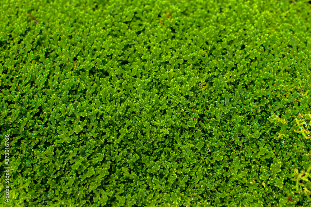 Small fern leaves green foliage nature flora fern background, Selaginella involvens (Sw.) Spring, on stone Small fern leaves green foliage nature flora fern background, Selaginella involvens (Sw.) Spring, on stone
