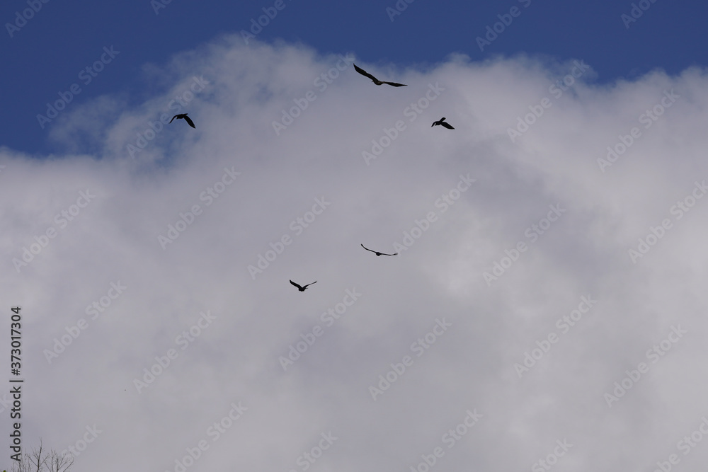 crows in the sky crows in the sky