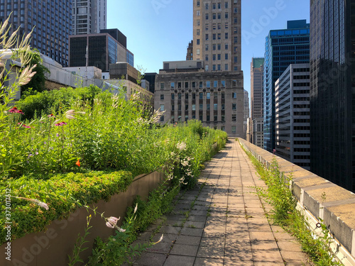 green roof path and garden with view of skyline in downtown Chicago, Illinois