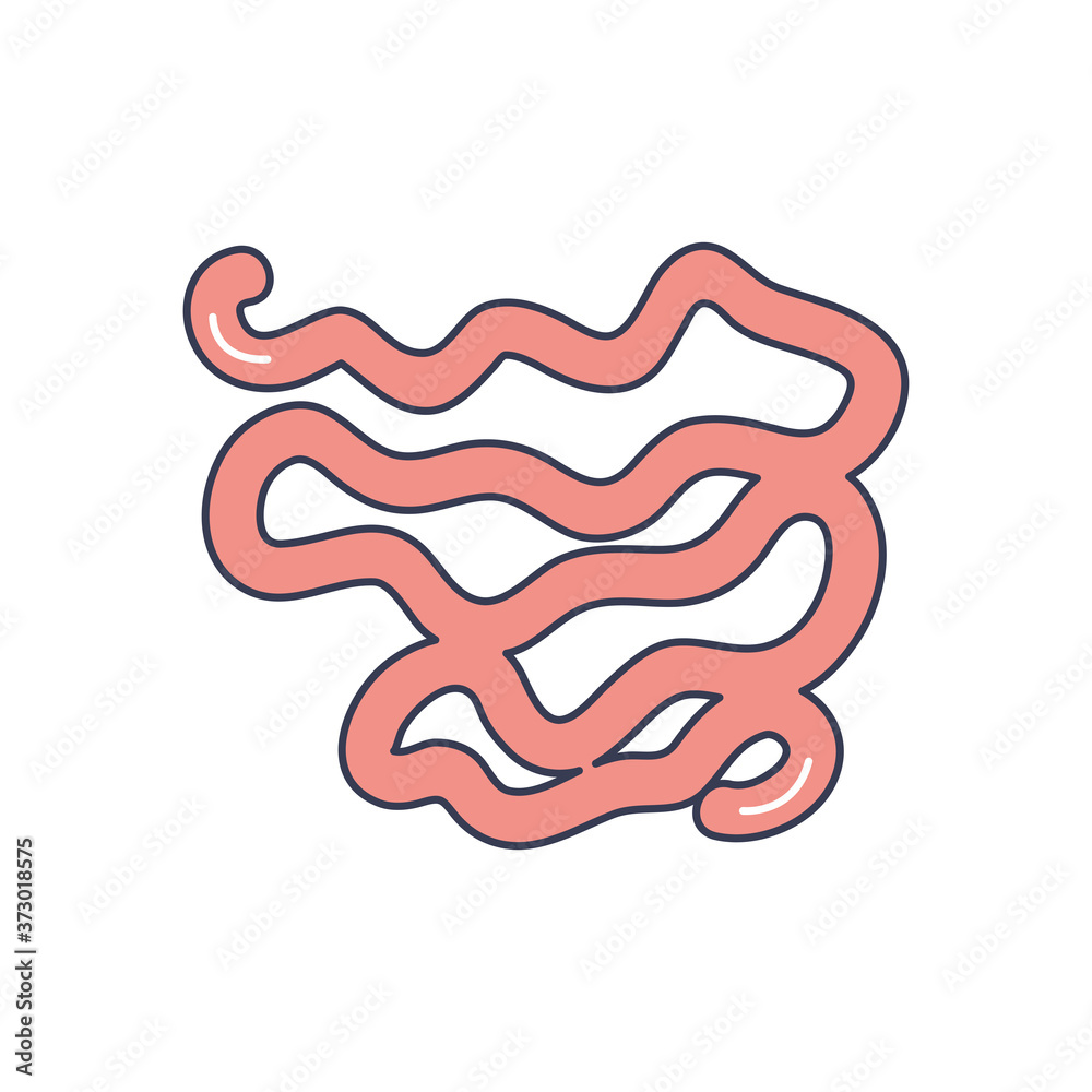 human body concept, large intestine icon, line fill style human body concept, large intestine icon, line fill style