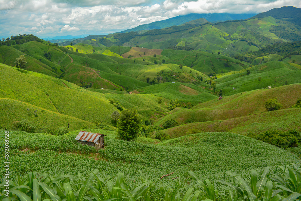 Fototapeta premium Corn farm on hill with ,Nan Province ,thailand