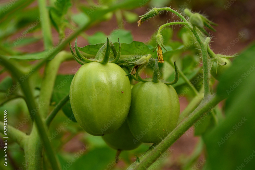 macro photography of green young tomatoes plant on a garden. grow in sun light, organic healthy vegetables. macro photography of green young tomatoes plant on a garden. grow in sun light, organic healthy vegetables.