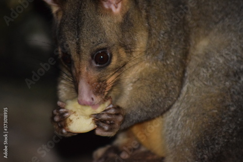 Possum eating apples