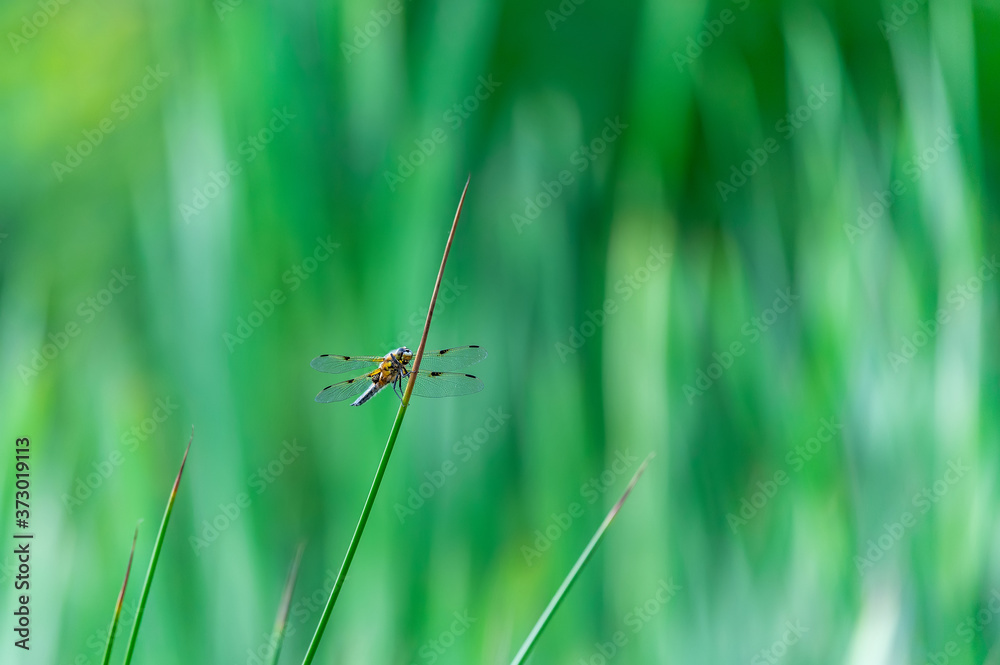 Four-spotted chaser (Libellula quadrimaculata) dragonfly on blades of grass, nice close-up with details. Four-spotted chaser (Libellula quadrimaculata) dragonfly on blades of grass, nice close-up with details.