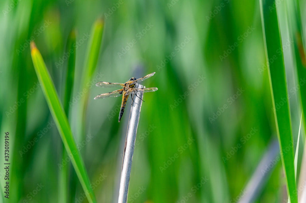 Four-spotted chaser (Libellula quadrimaculata) dragonfly on blades of grass, nice close-up with details. Four-spotted chaser (Libellula quadrimaculata) dragonfly on blades of grass, nice close-up with details.