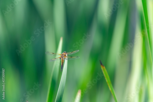 Four-spotted chaser (Libellula quadrimaculata) dragonfly on blades of grass, nice close-up with details.