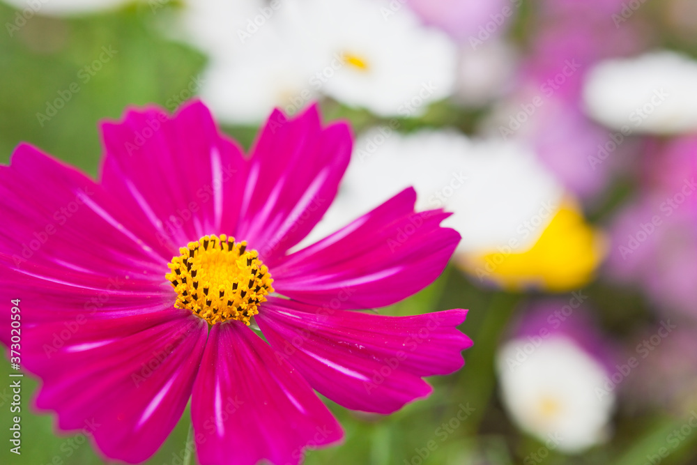 Obraz premium 赤いコスモスの花のクローズアップ 