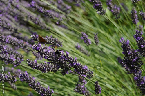Fototapeta Naklejka Na Ścianę i Meble -  Close up Lavender bushes with bees in a garden