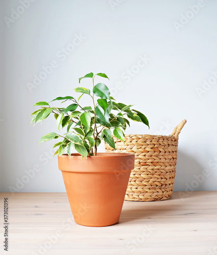 Ficus benjamina house plant in terracotta pot and wicker basket on wooden desk 