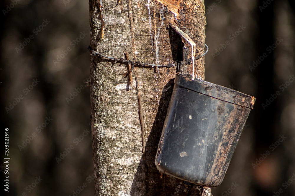 Rubber plantation for the extraction of latex, raw material in the manufacture of rubber, in Sao Paulo state, Brazil Rubber plantation for the extraction of latex, raw material in the manufacture of rubber, in Sao Paulo state, Brazil