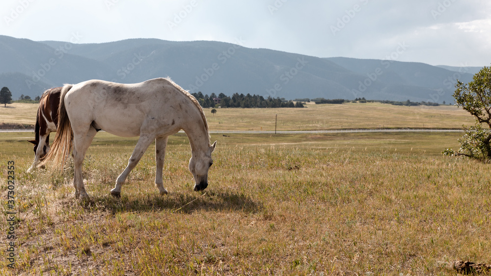 horse in the field horse in the field