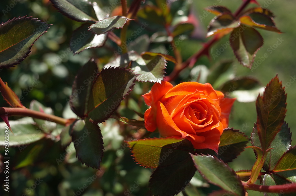 Orange Flower of Rose 'Amber Meillandina' in Full Bloom
Orange Flower of Rose 'Amber Meillandina' in Full Bloom